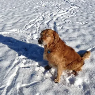 Your not suppose to eat the yellow snow!