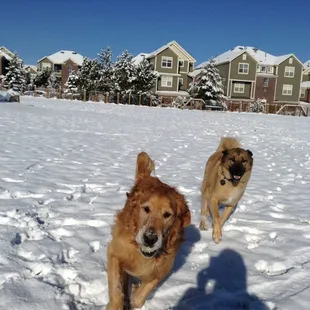 Ranger and Bentley are regulars here.  Very friendly