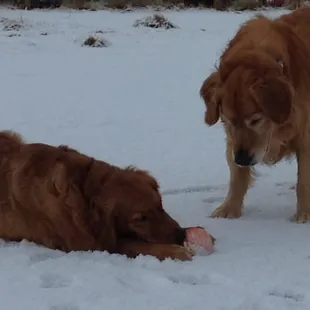 It is my belief Bentley is observing the season of giving and politely letting the young Golden chew on his ball.  Priceless!