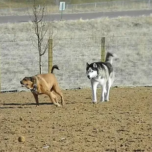 Two happy pups enjoying Kennedy dog park!