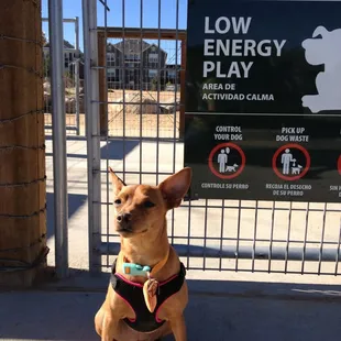 My dog Kai being a model :)