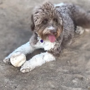 #delilahthehailrepairdog enjoying her day at the park!