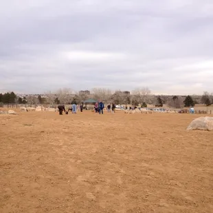 Dogs playing in the distance