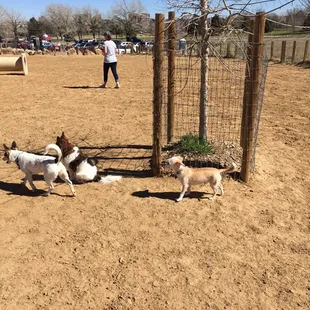 Small dogs hanging out