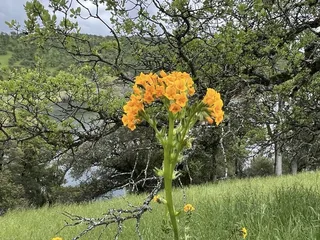 New Melones Reservoir