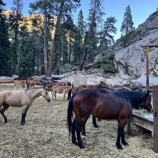 Stunning well cared for horses
