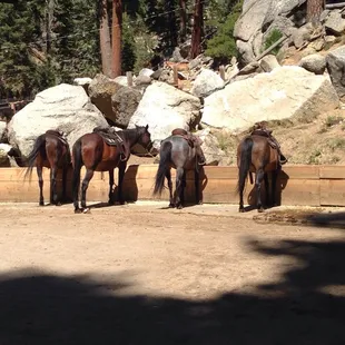 Great family fun, taking a trail ride and fishing. Stay the day or camp.