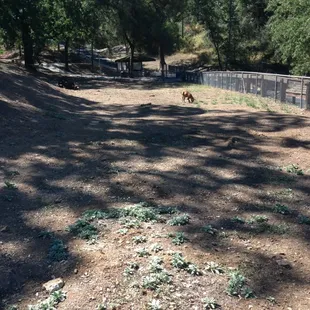 Dog park