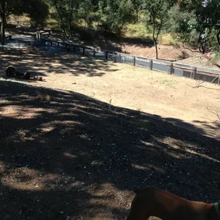Dog park