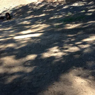 Picnic table in dog park slightly hilly park