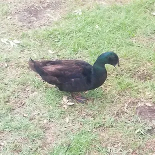 One of the Chow Clique ducks