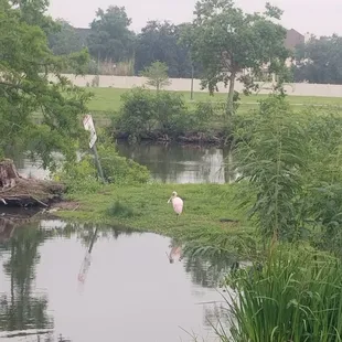 May 2024 Roseate Spoonbill on the lagoon side
