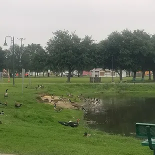 Canadian Geese, turtles, Muscovy ducks, etc hanging out by the lake