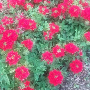 May 2024 One of the flower beds behind the pavillion