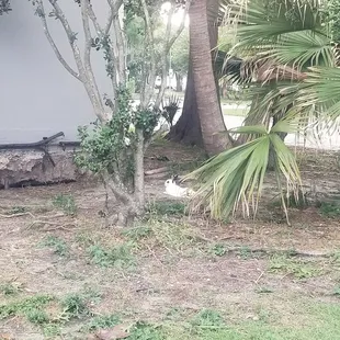 Bunnies near their eating spot outside of the bathrooms building