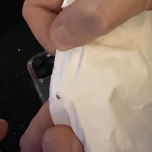 One of the many ants that were being served in our drinks