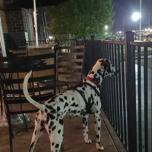a dalmatian standing on a patio