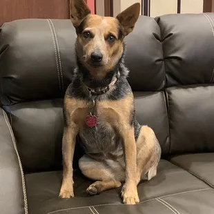 a dog sitting on a couch