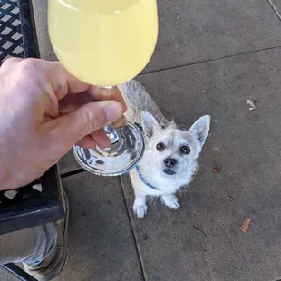 Caramelized pineapple mimosa