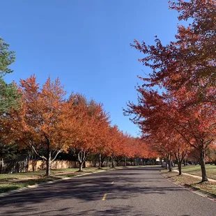 Colorful Maple leaves at Kensington Park