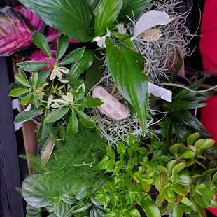 My plant haul. I went a bit crazy but I got a lot of great stuff!