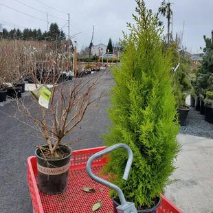 Came to purchased some shrub and tree. Large lots and good customer service here.