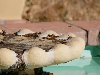 Tumacácori National Historical Park