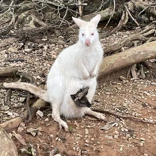 An Albino kangaroo with its baby Joey!