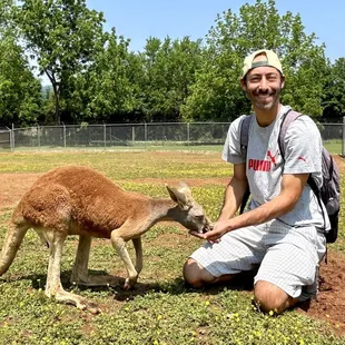 Getting to feed kangaroos....priceless!