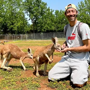 The kangaroos are gentle and will gladly eat the pebbles out of your hand.
