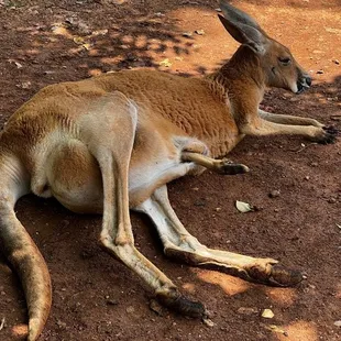 Kangaroo