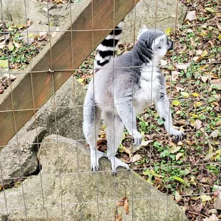Lemur