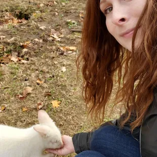 Feeding an albino wallaby