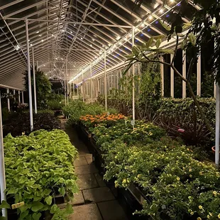 Greenhouse