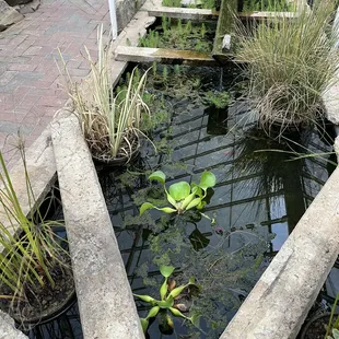 a small pond with water lilies