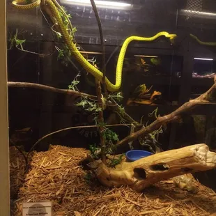West African Green Mamba.