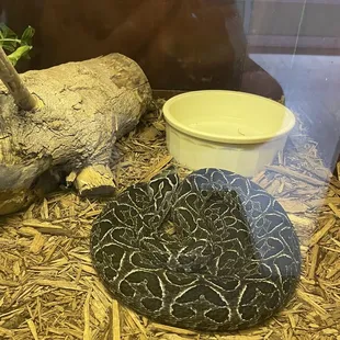 Urutu! Absolutely stunning. Had to &quot;adopt&quot; this one to support the zoo!