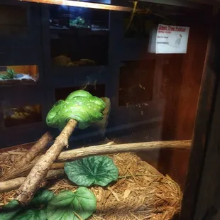Green Tree Python.