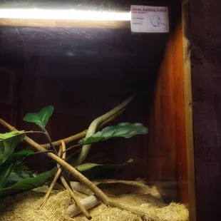 Javan Spitting Cobra.