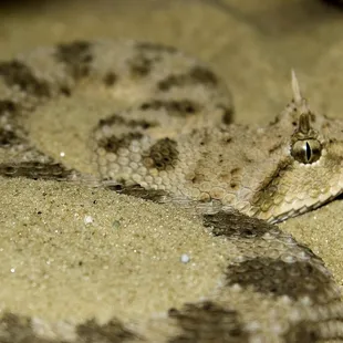 Desert Horned viper