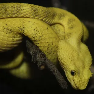 Eyelash Viper