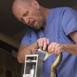Rattlesnake venom extraction