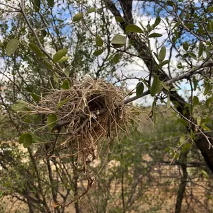 Hummingbird nest