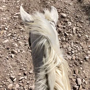 Nice, well cared for horses