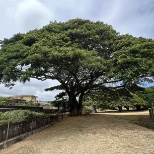 Massive shade trees at this beautiful park.