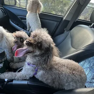 All tuckered out after a play ball session!