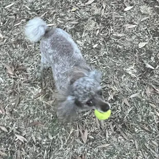 Willow is the Queen Bee  of the ball chasers!