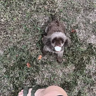 Finn likes to play with her ping pong ball!