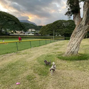 Playing with my girls on an Aloha Friday evening.