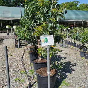 Avocado trees